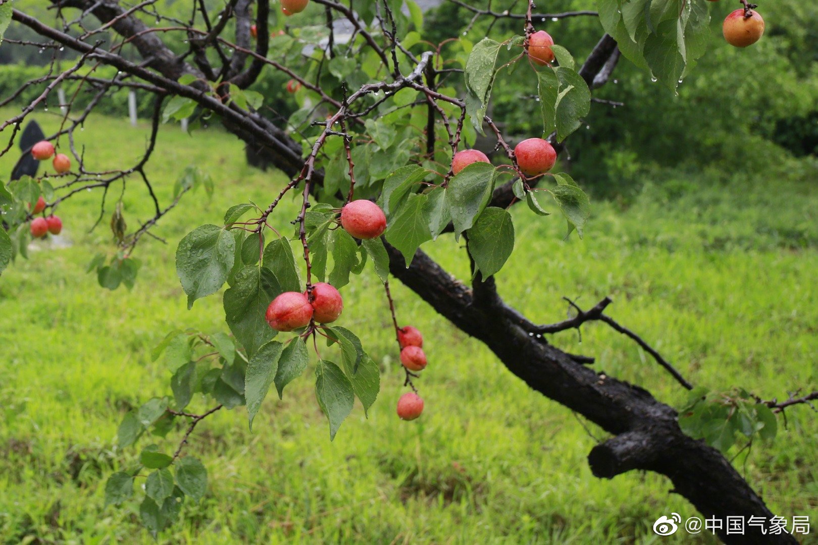雨中红杏——微风细雨,庭院中树枝上挂满沉甸甸成熟的红杏