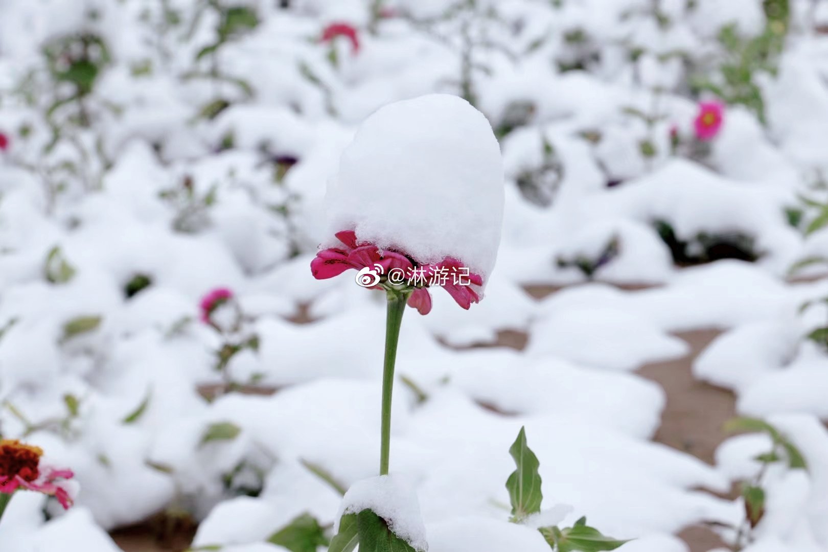 瑞雪兆丰年 ️ ️ 武威古浪下雪啦~~~__财经头条