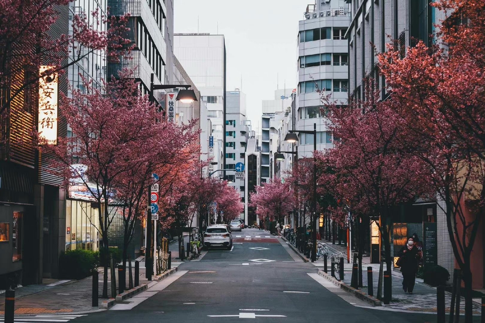 东京的樱花takashiyasui