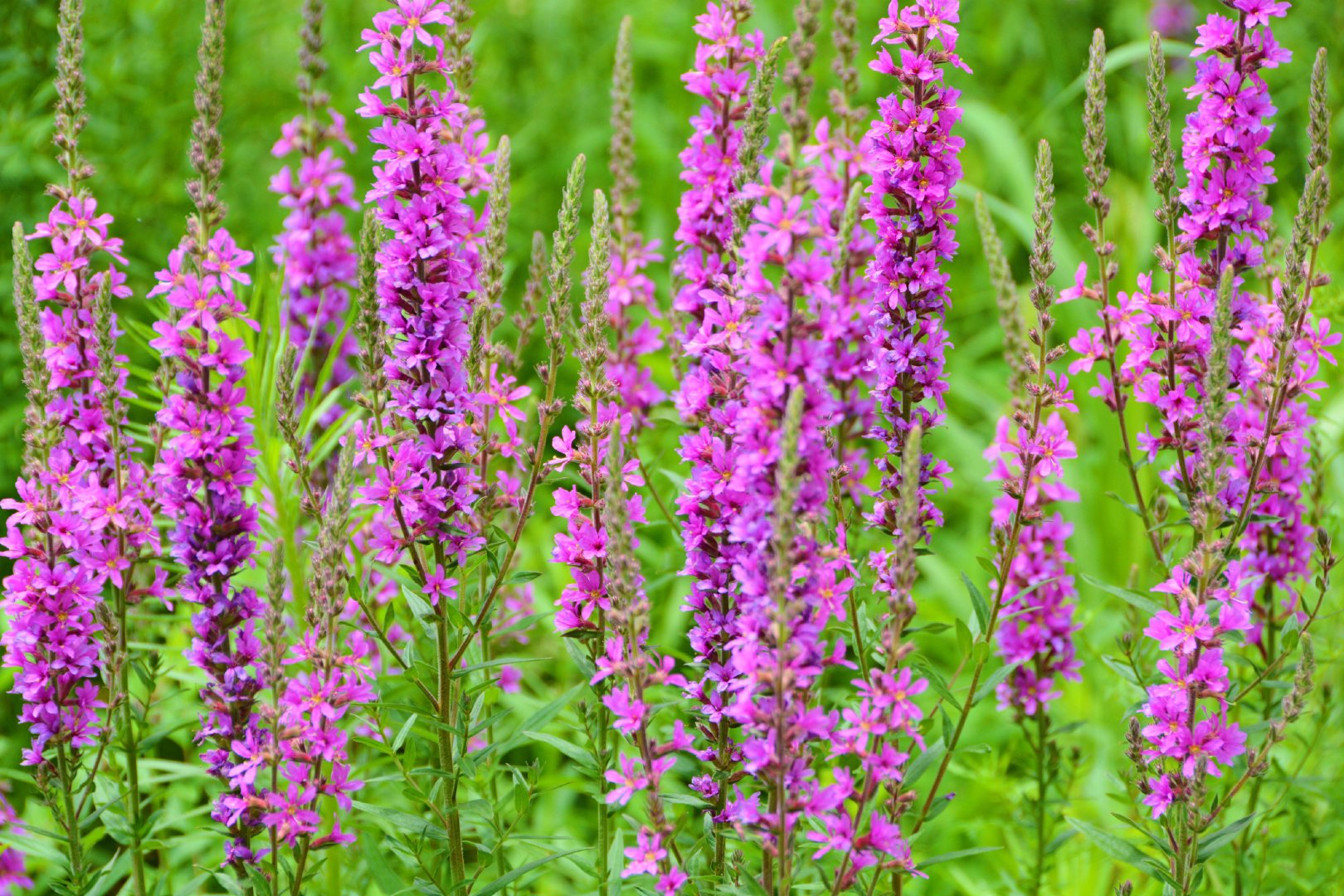 粉色千屈菜,原创拍摄__财经头条