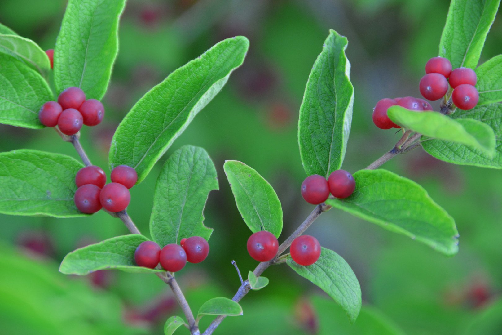 紫红色忍冬果原创拍摄