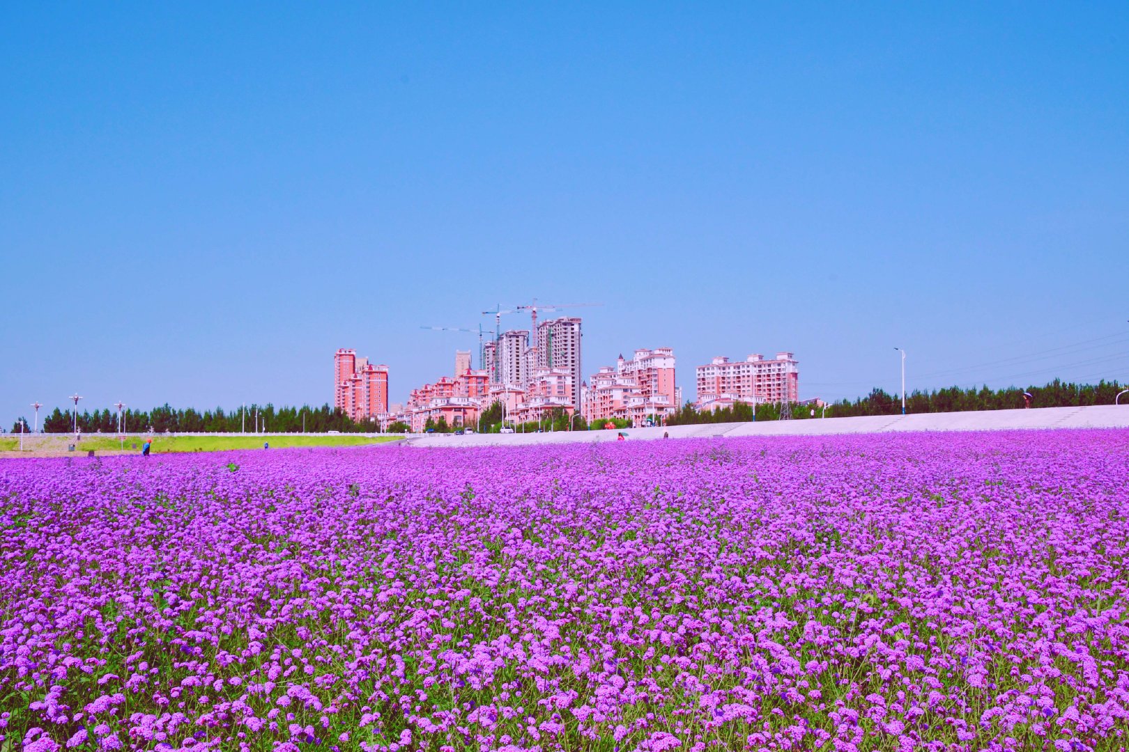 通辽市薰衣草花园原创拍摄