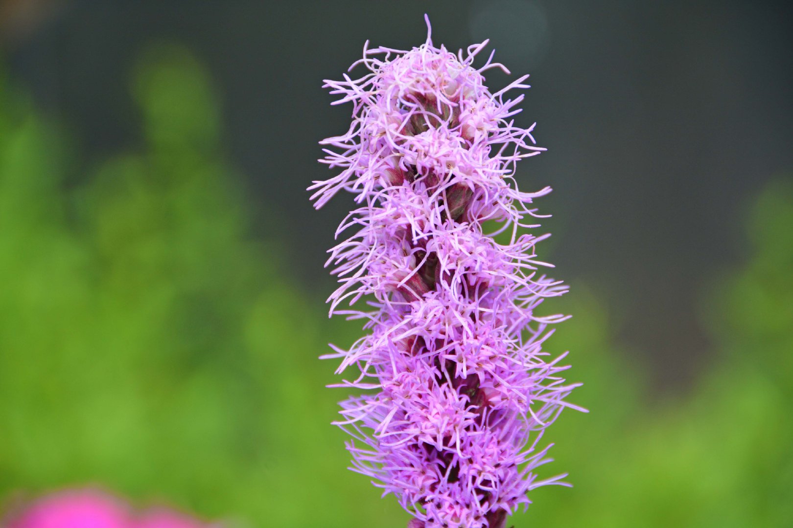 蛇鞭菊也叫麒麟菊原创拍摄
