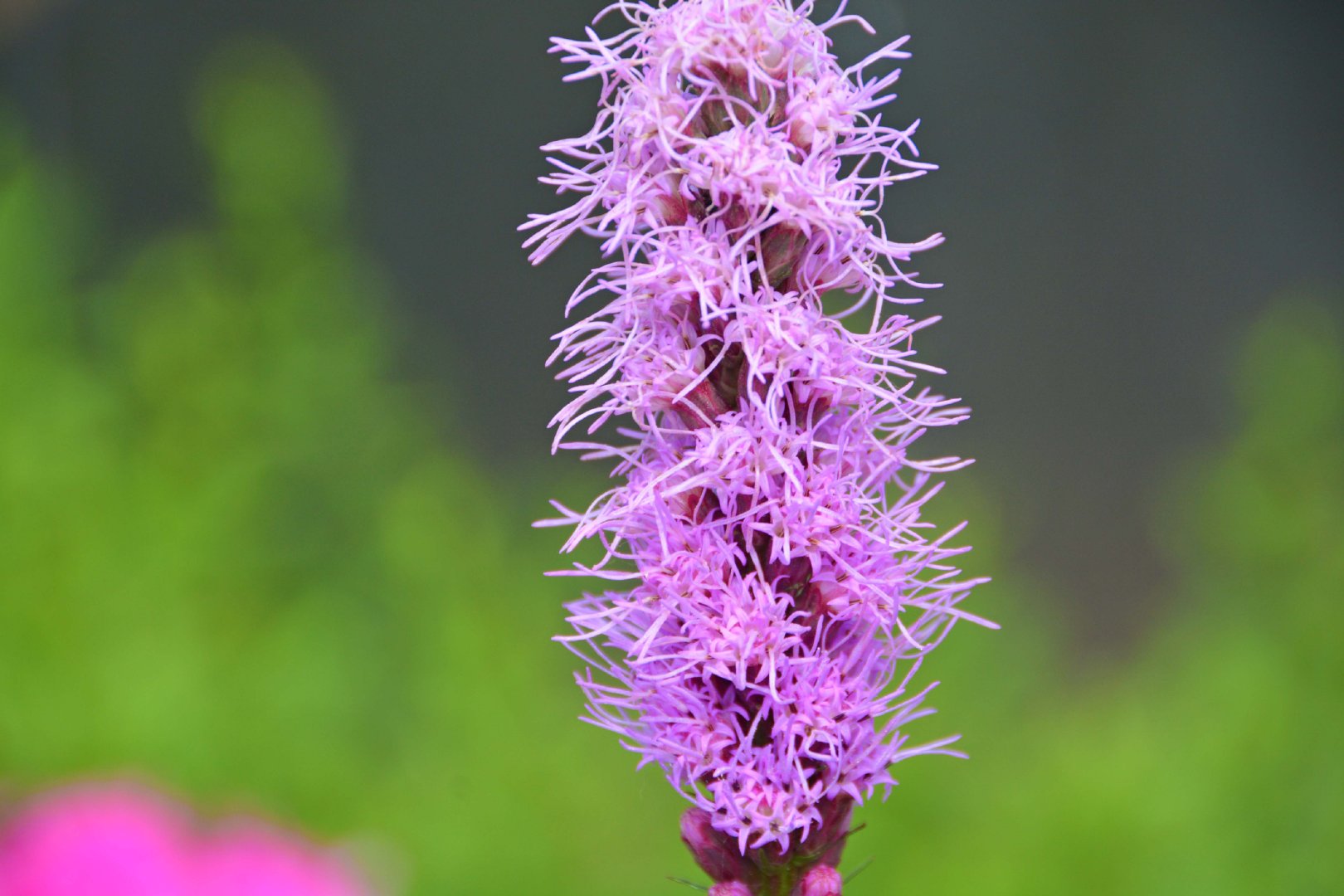 蛇鞭菊也叫麒麟菊原创拍摄