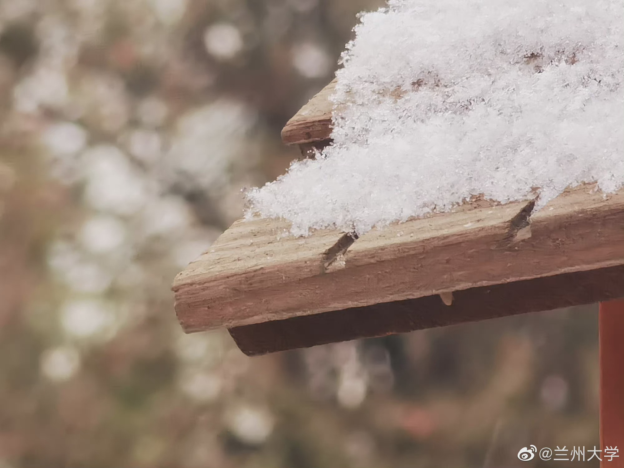 兰州大学初雪雪景