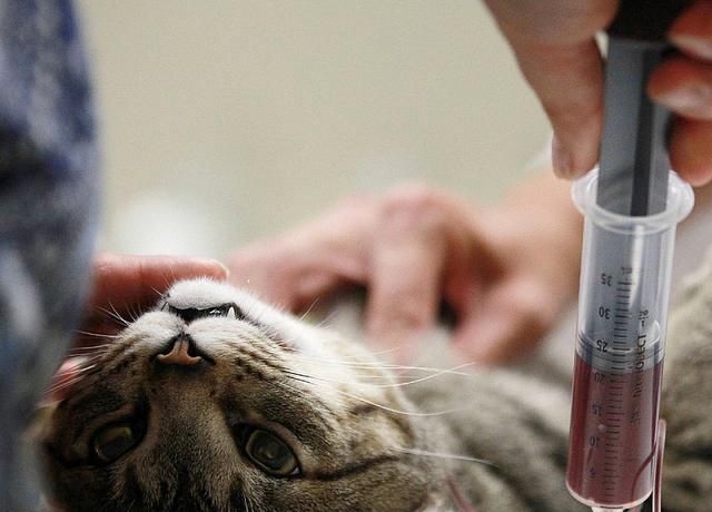 猫有几种血型?了解猫咪血型的知识,关键时刻也许能救下一条猫命