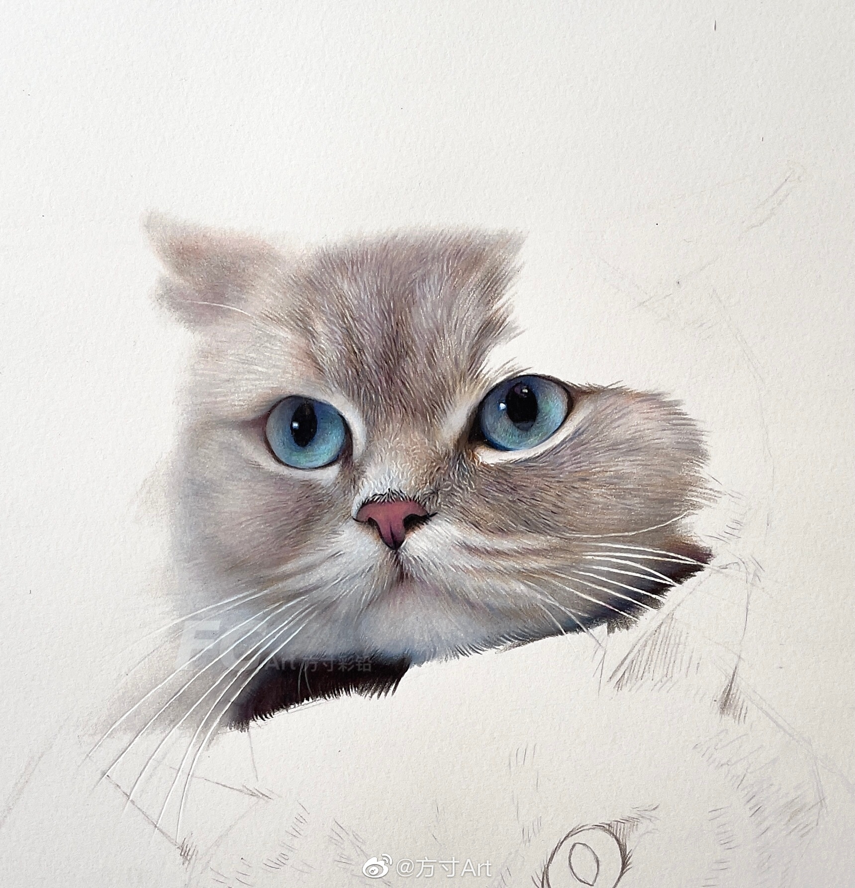 彩铅画——猫