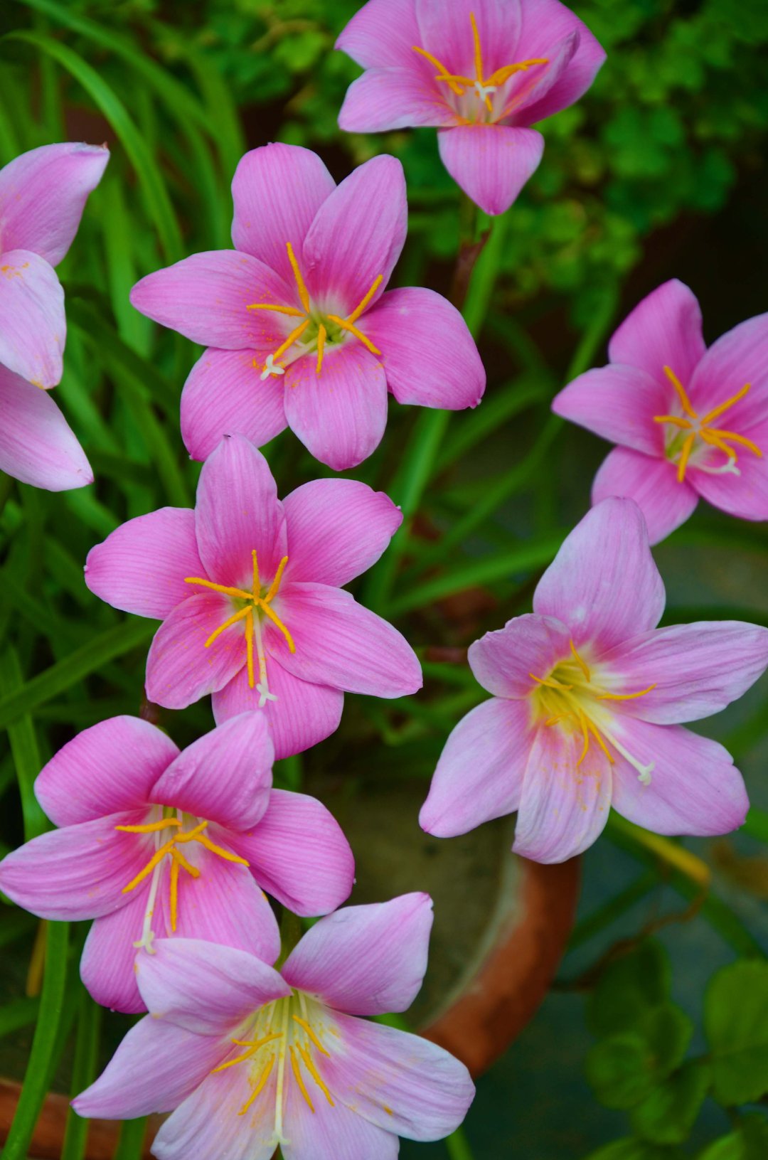 美丽的风雨兰,原创拍摄_新浪新闻