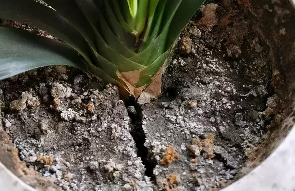 土壤结块影响开花效果,该怎么解决?添些它们就够了