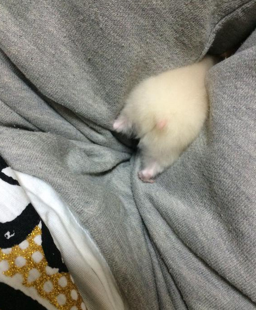 一组仓鼠的小屁股,要不要捏下.