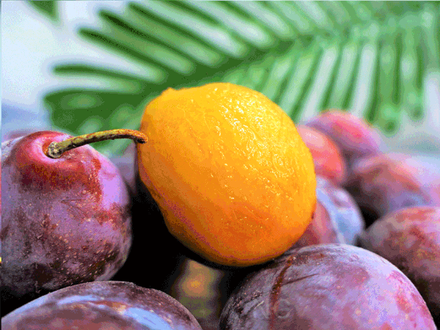 新疆|西梅|法兰西_新浪新闻