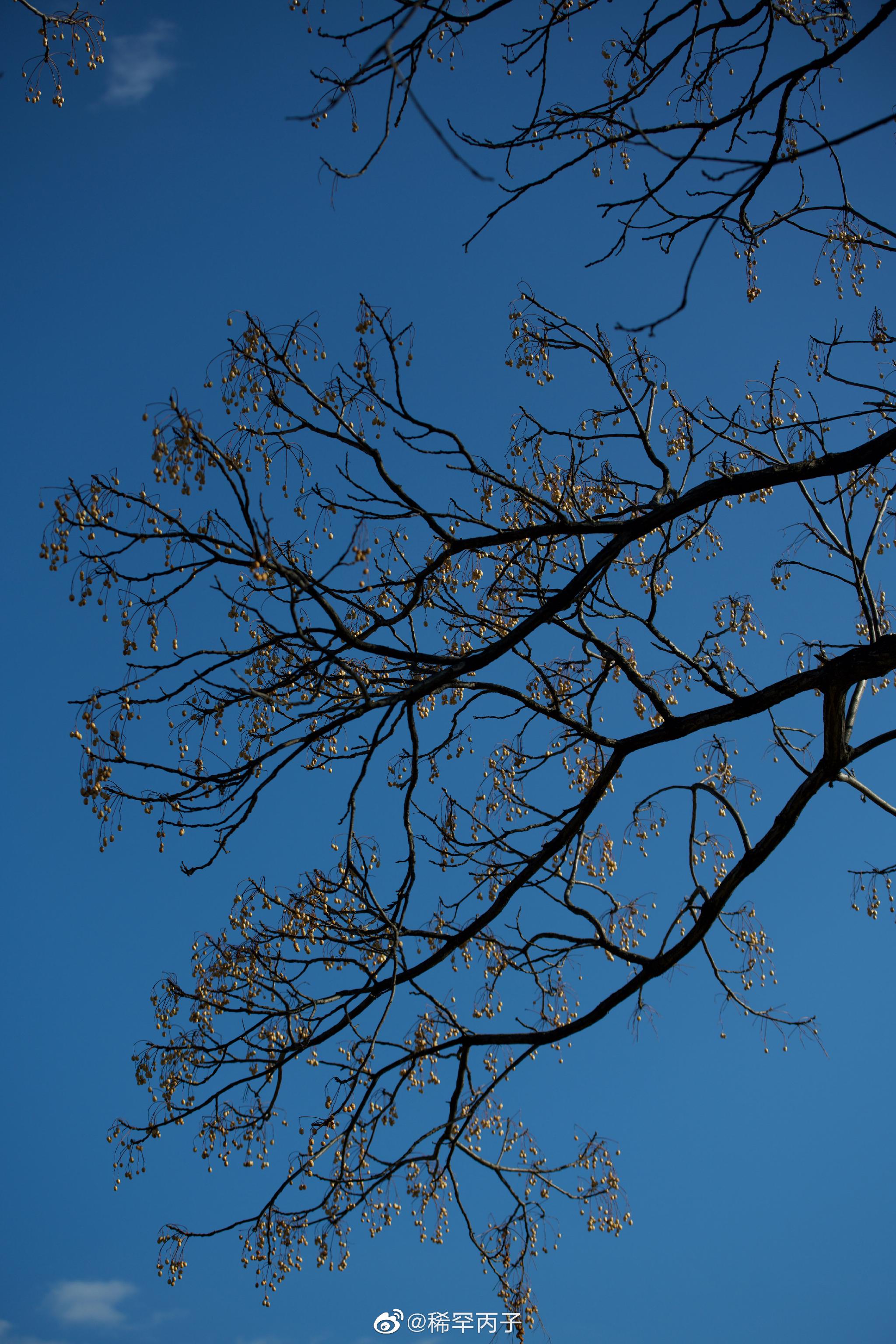 好天气,蔚蓝如洗的天空_高清图集_新浪网