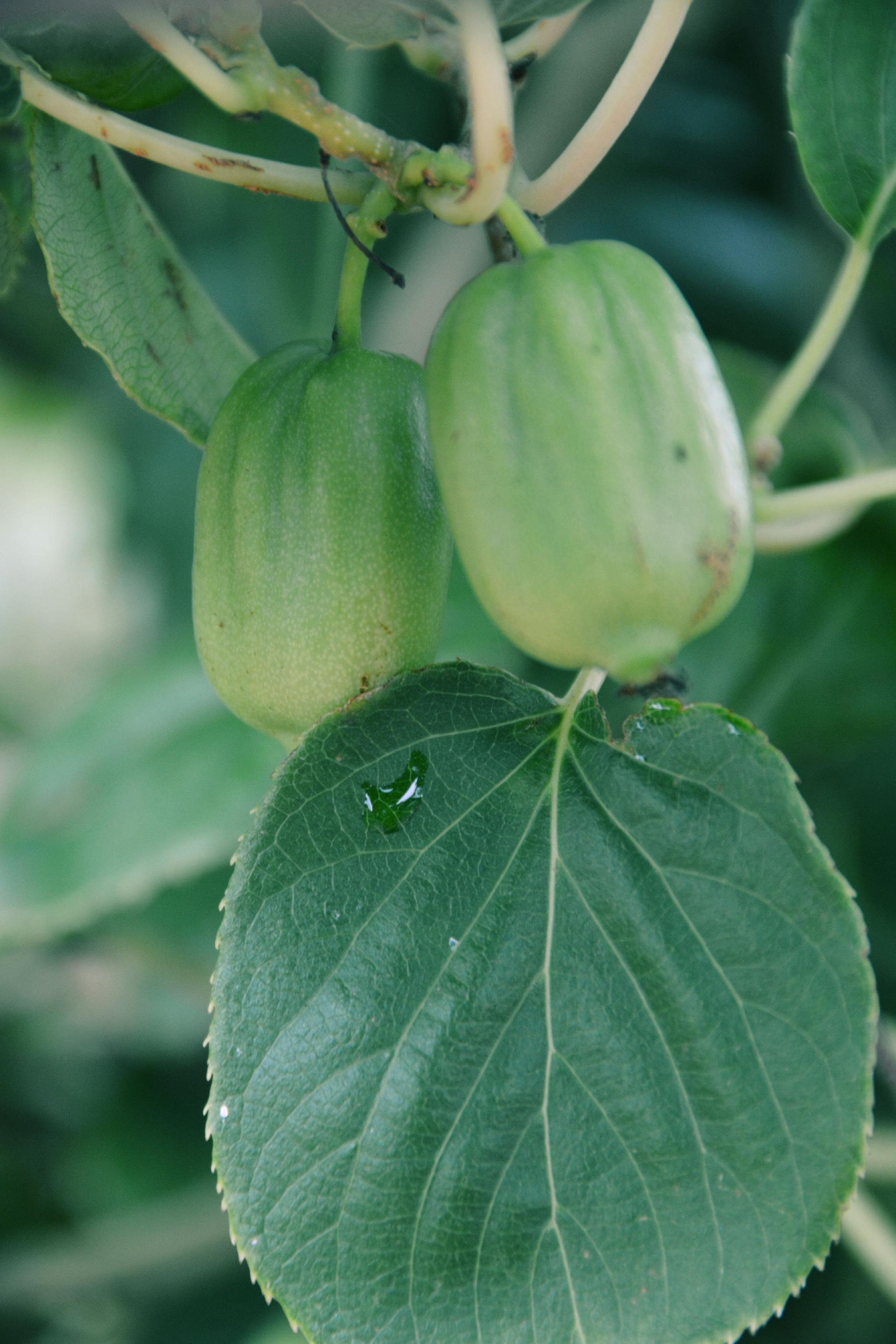 软枣子也叫野生猕猴桃青果原创拍摄