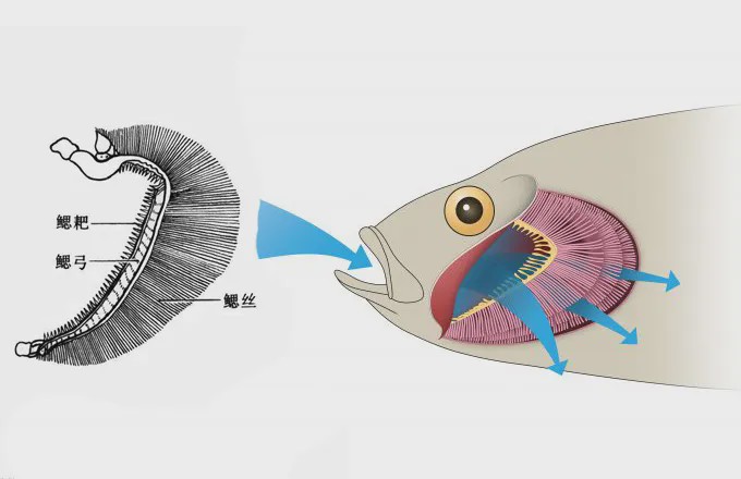 清道夫鱼晒干后浇水复活它可用胃呼吸上岸几个小时后仍能存活