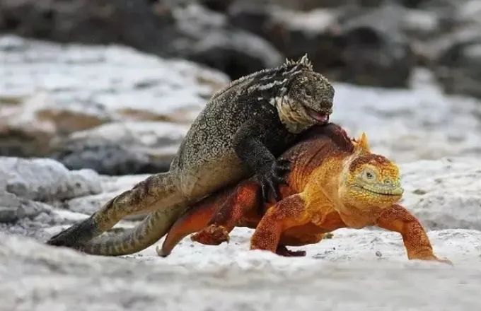 吃藻要完海鬣蜥的一番自救骚操作种群数量增长35倍