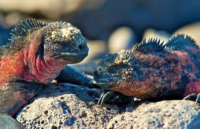 吃藻要完海鬣蜥的一番自救骚操作种群数量增长35倍
