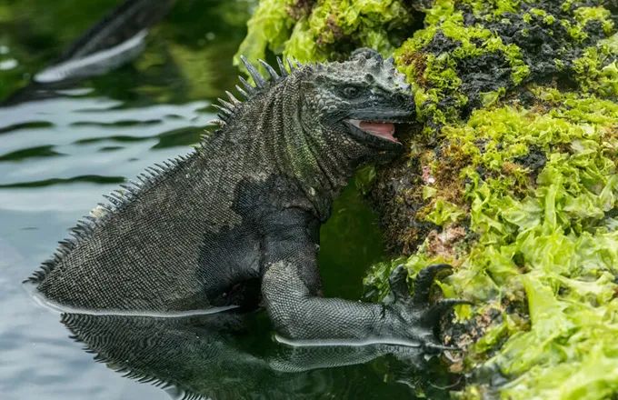 它们其实以素食为主,喜欢在水底吃海藻看起来很凶猛,但实际上是温和的