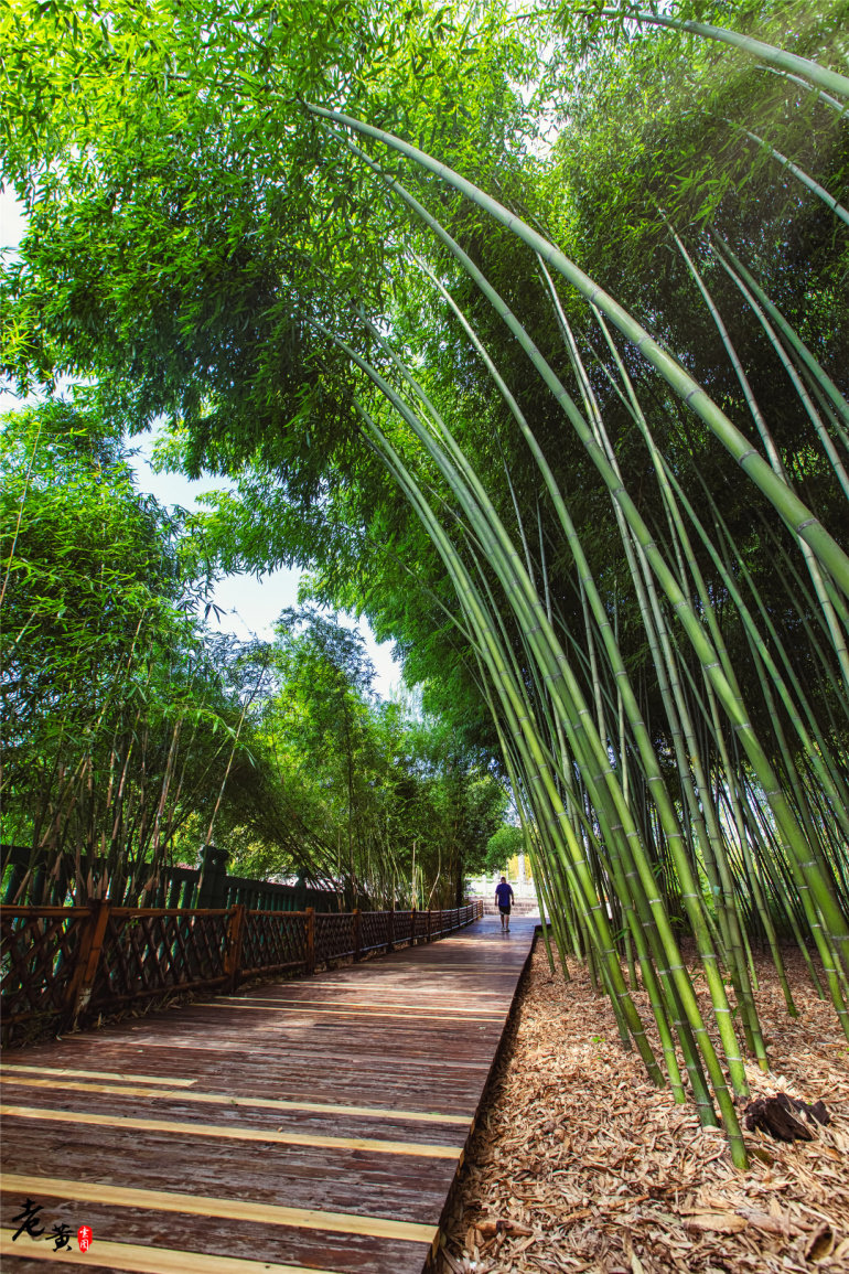 重庆周边游又添好去处,梁平三峡竹博园,听风赏翠竹曲径闻竹香|竹博园