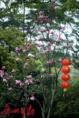 玉堂春开花了,广州年味浓了