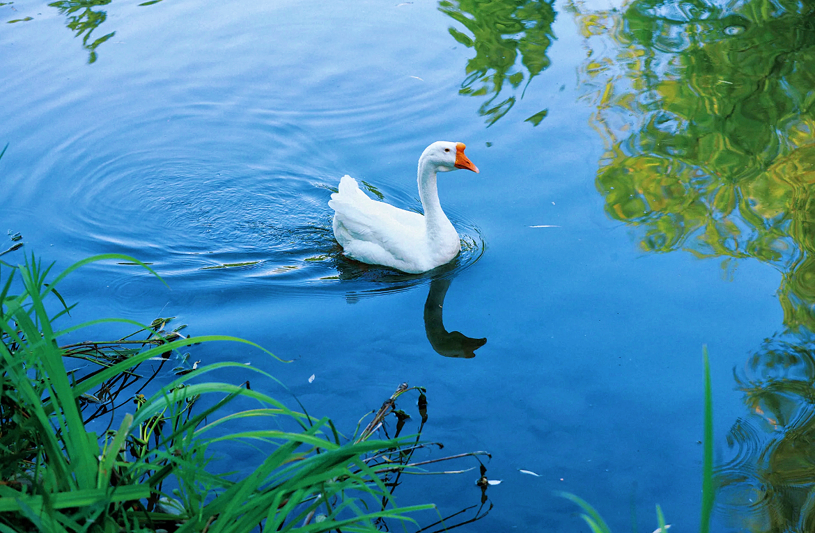 白毛浮绿水红掌拨清波