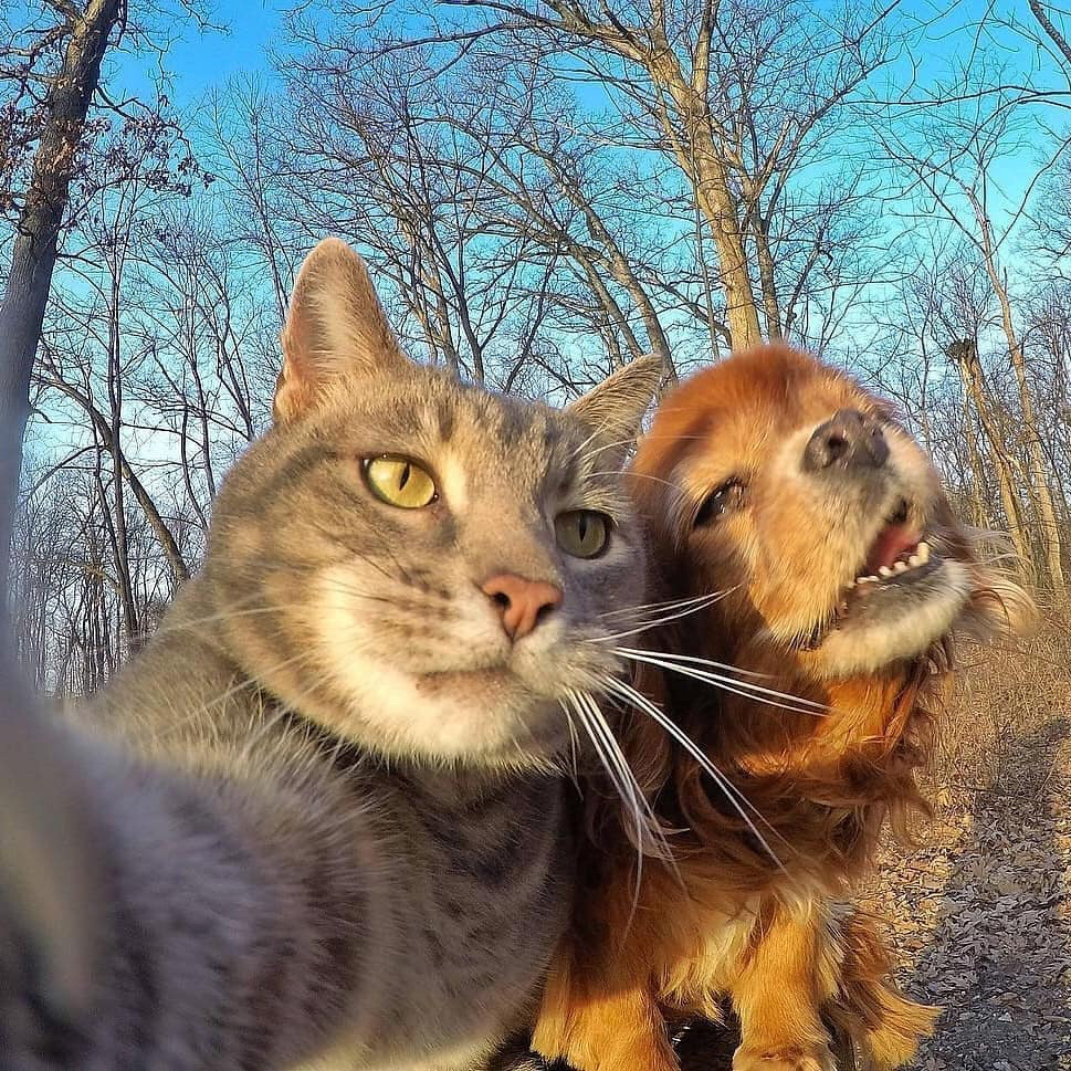 猫老大的自拍之他的两个傻兄弟和女盆友