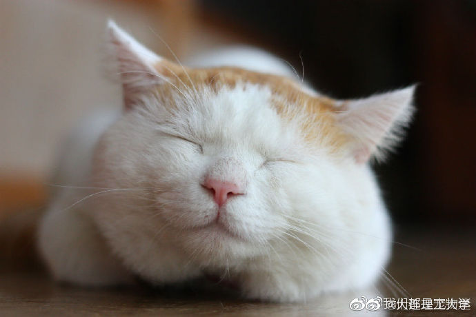 来看看微笑的猫咪吧