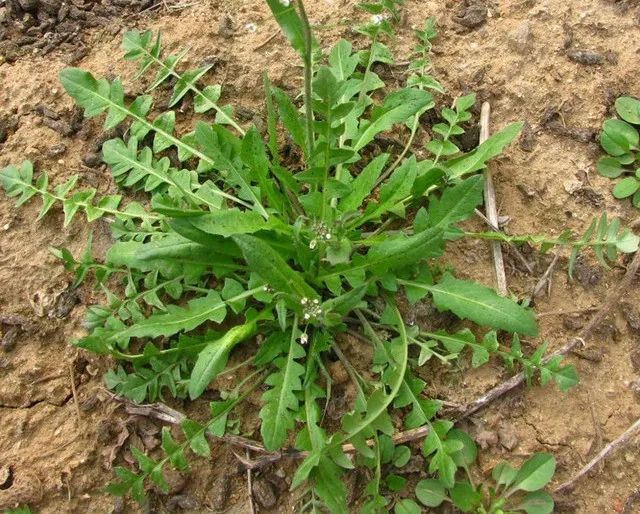 春天到了,北京的公园里又出现了挖野菜的人.