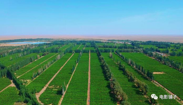 甘肃|林场|治沙_新浪新闻