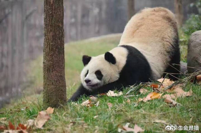 科学解释伸懒腰为什么能让人感觉爽