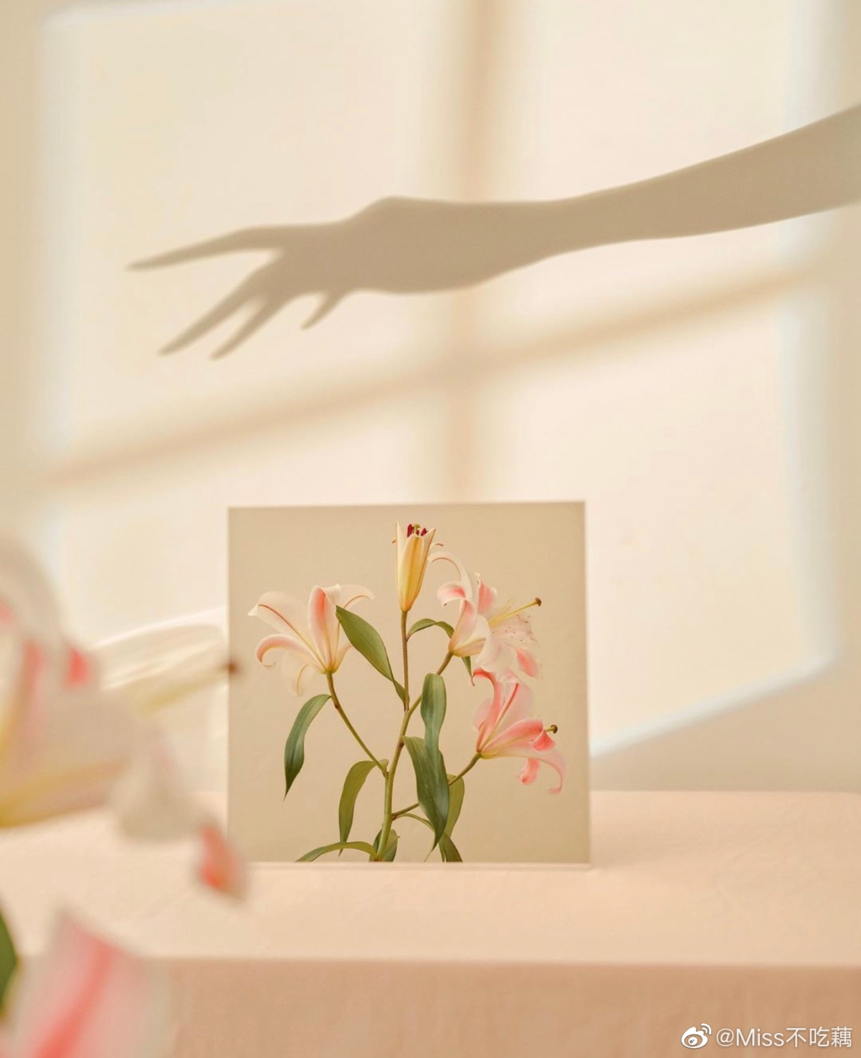 日常锦鲤分享一组超仙儿美腻的壁纸背景图愿仙女们 生 高清图集 新浪网