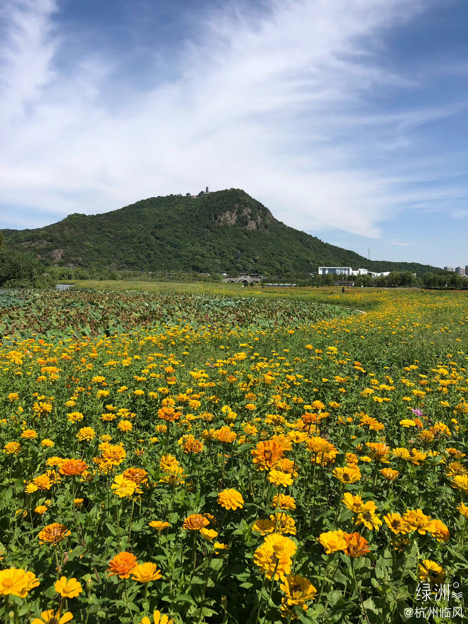 萧山湘湖花海图片