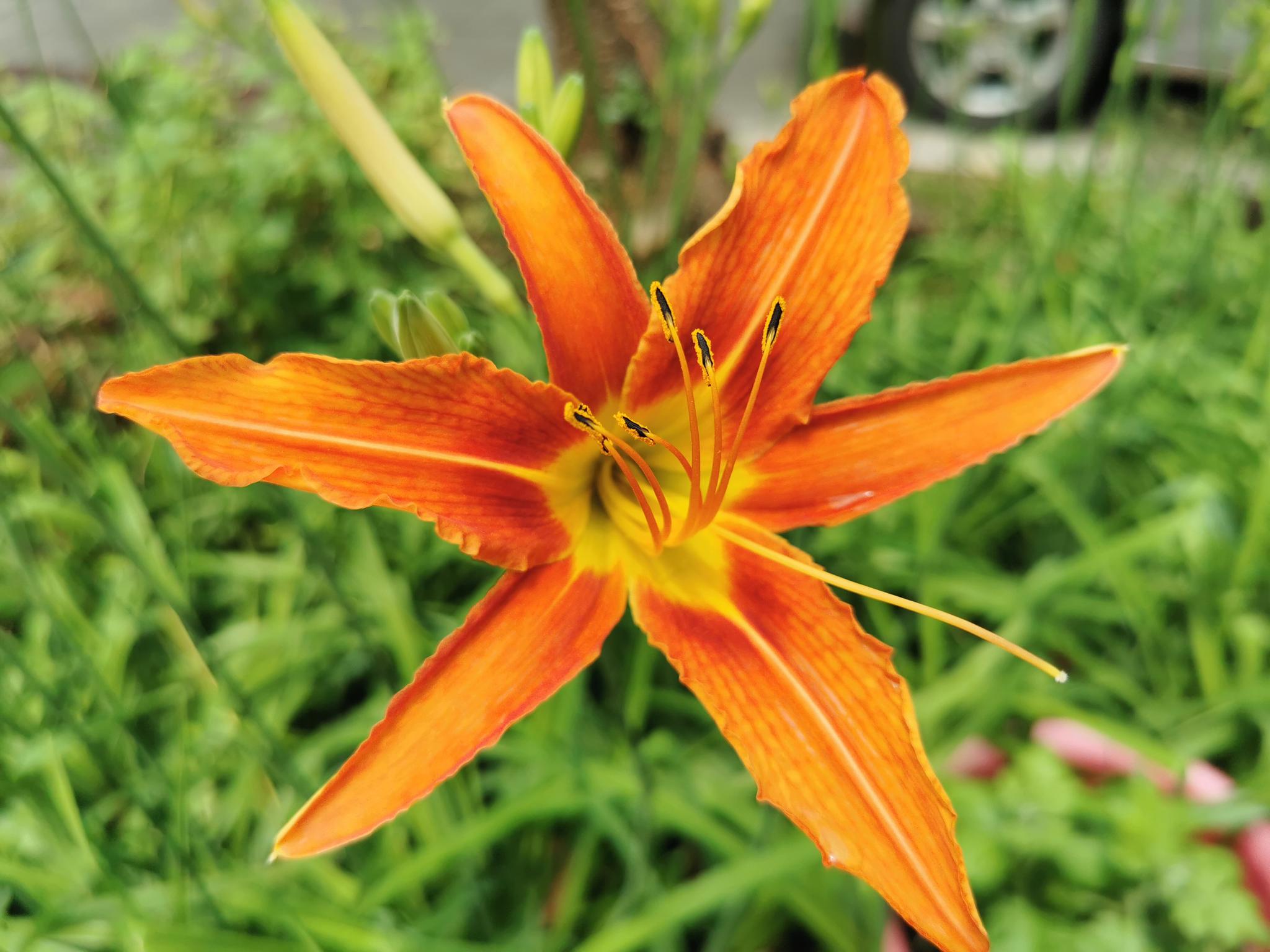 萱草——母亲花