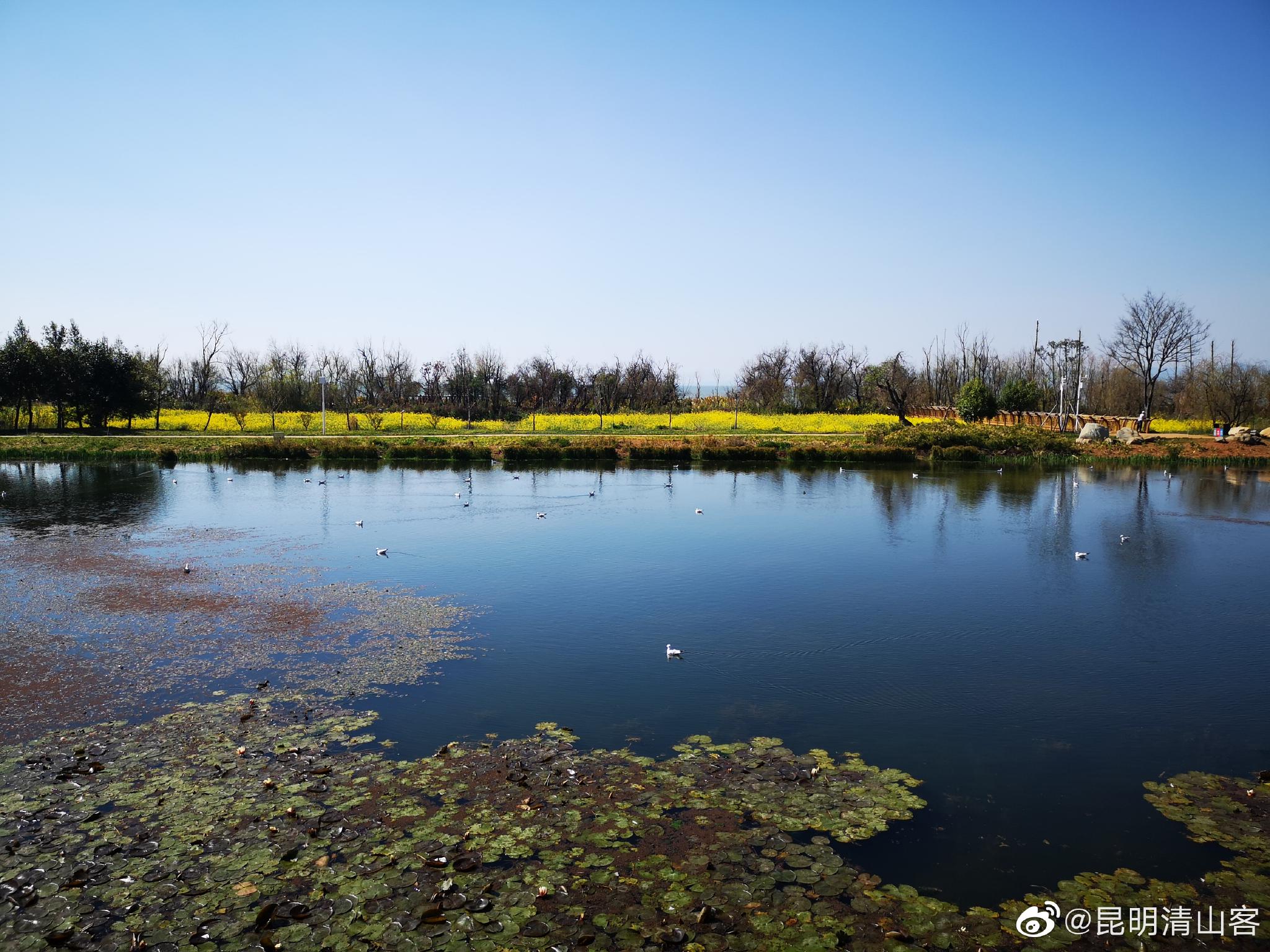 昆明斗南湿地公园,万里无云,蓝天碧水