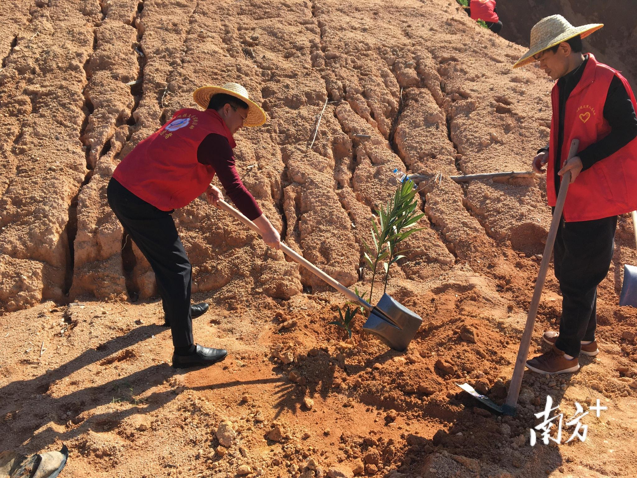 大埔洲瑞镇开展义务植树活动180多株树苗安家落户