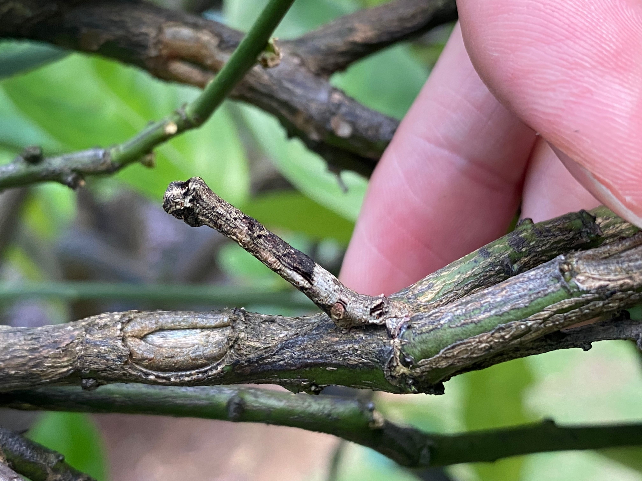 尺蠖非洲树枝螳螂真是拿到手上都看不清啊