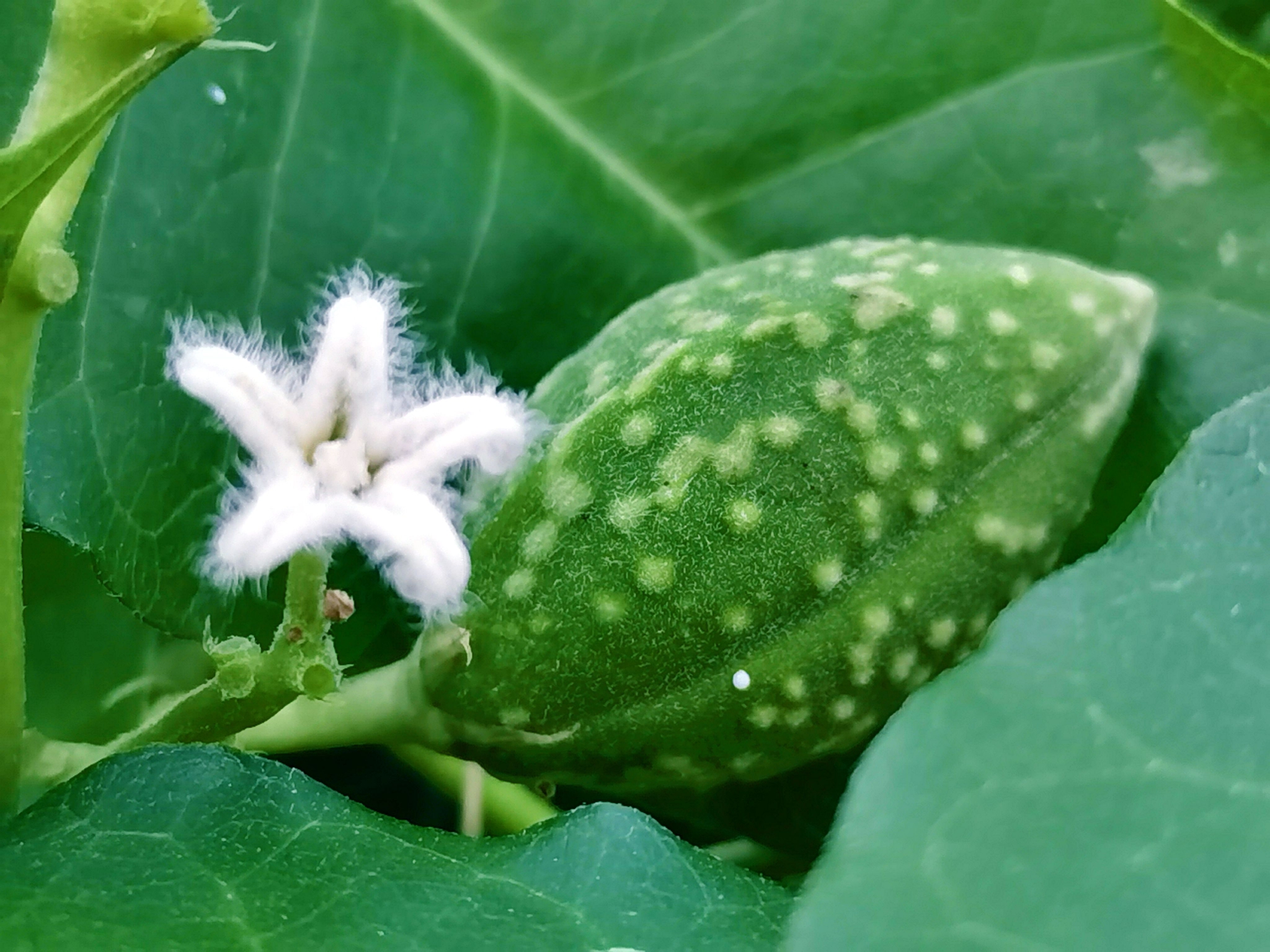 老鸹瓢也叫萝藦果实,原创拍摄_高清图集_新浪网