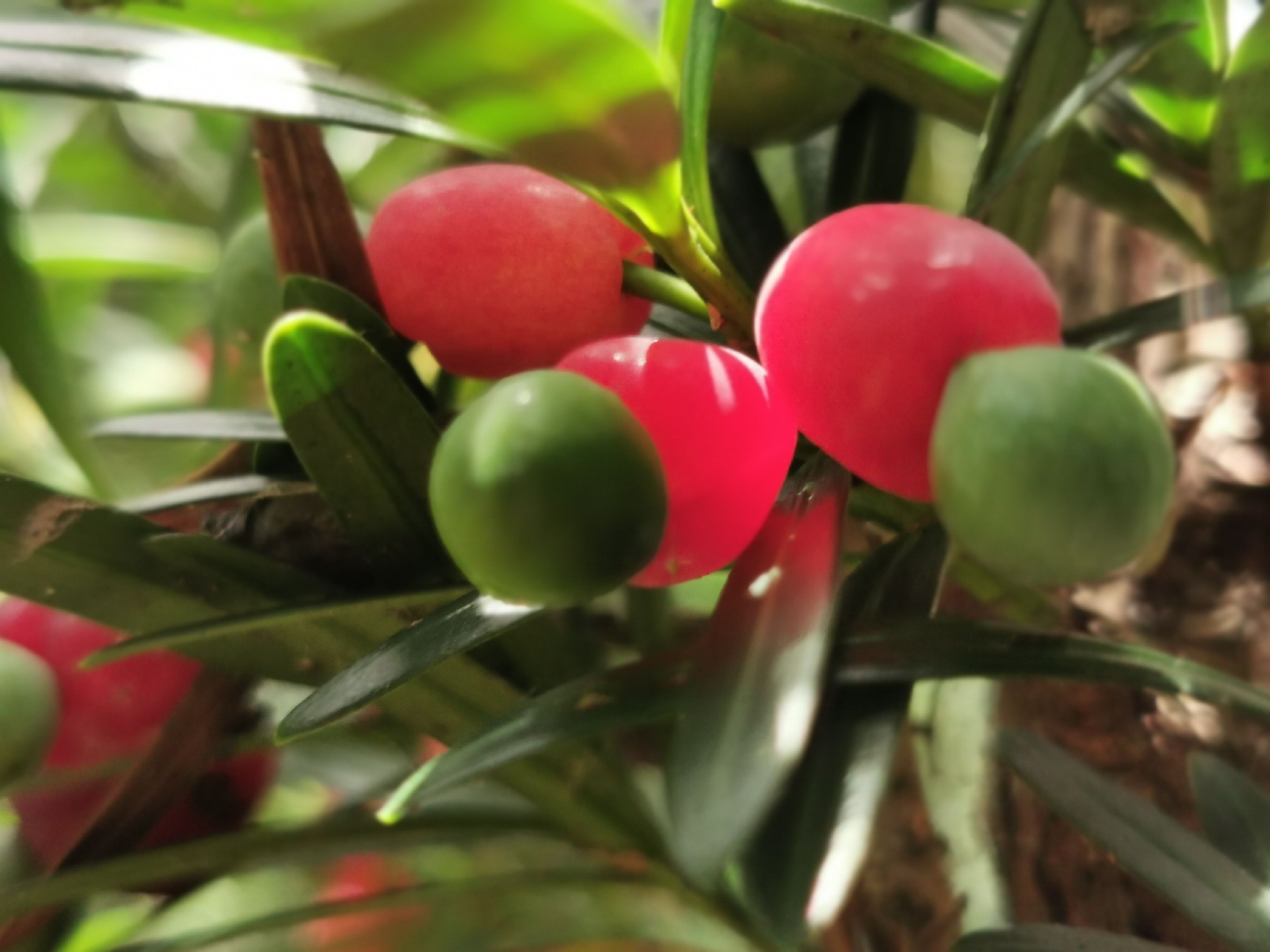 天里的罗汉松果子