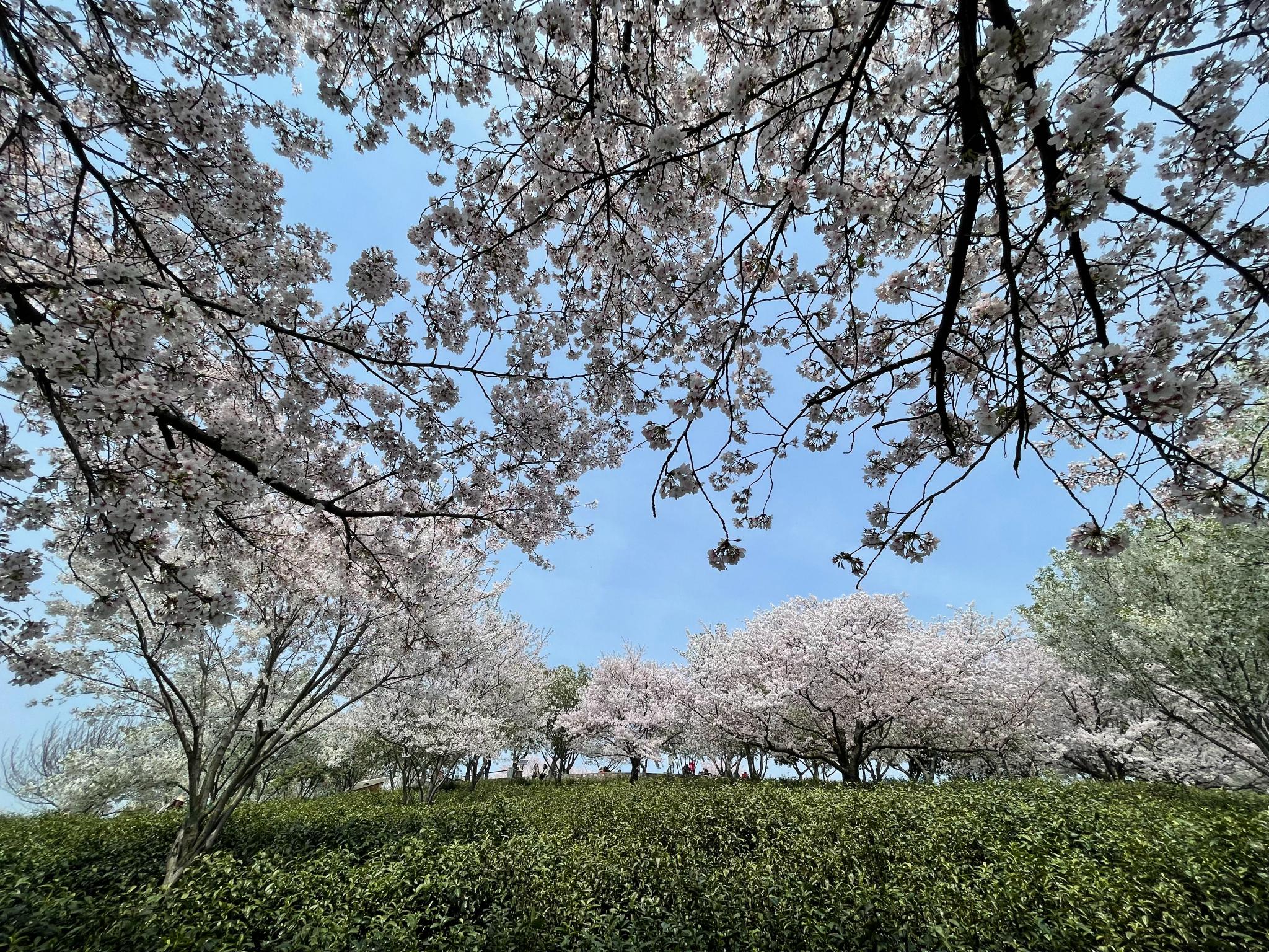 无锡红沙湾的樱花也是真的好看啊