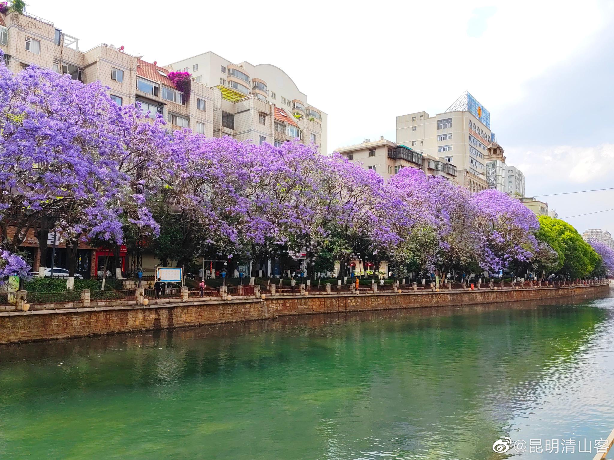 昆明盘龙江边的蓝花楹
