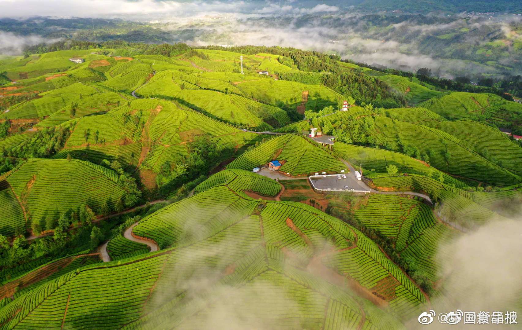 湖北鹤峰茶山似碧海