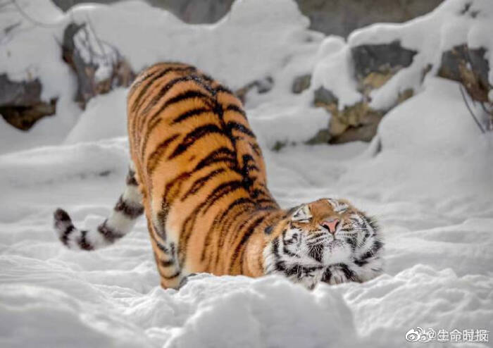 科学解释伸懒腰为什么能让人感觉爽