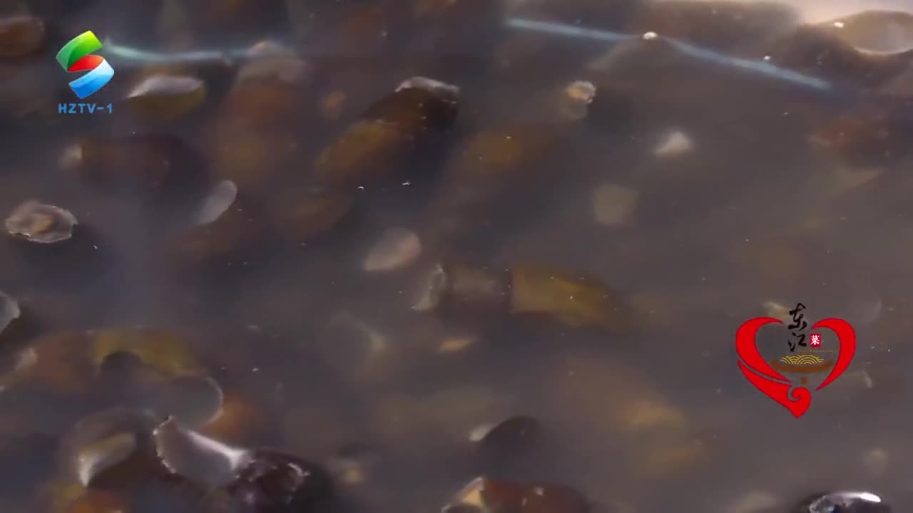 寻味惠州 横河美味 清蒸山坑螺 寻味惠州 横河美味 清蒸山坑螺