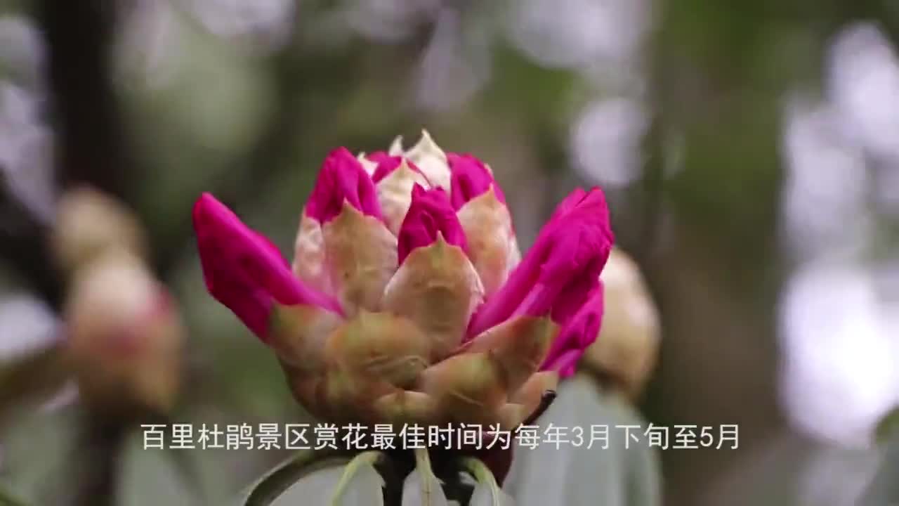 3月下旬 毕节百里花海即将绽放 3月下旬 毕节百里花海即将绽放