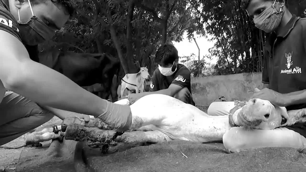 驴儿双腿被捆抛之野外人们发现时早已溃烂不堪