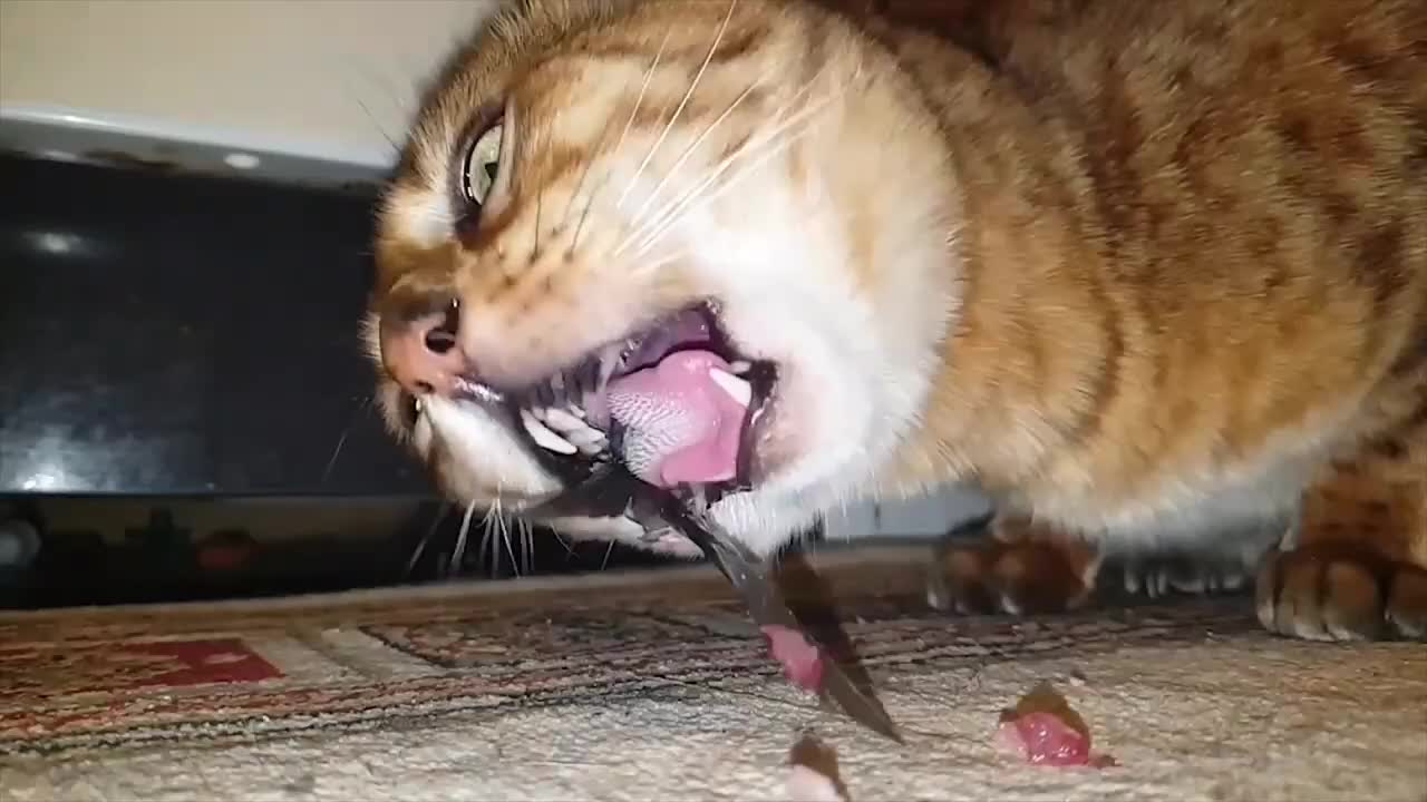 为何猫吃鱼从来不被鱼刺卡镜头画面放慢50倍后解开多年疑惑