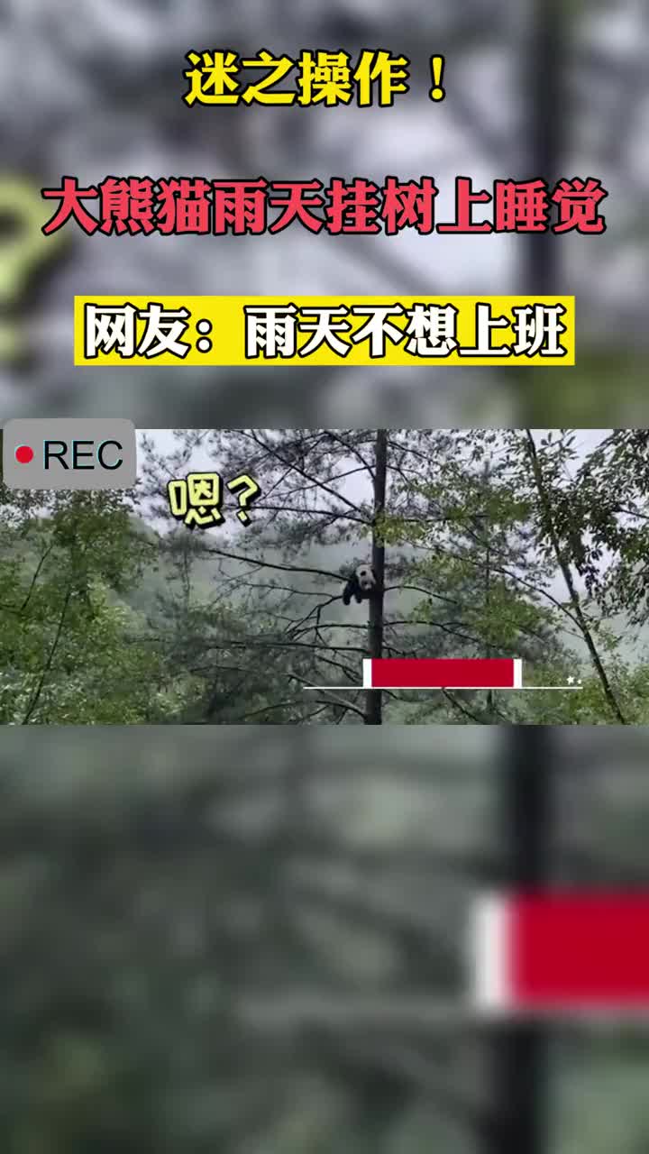 迷之操作大熊猫雨天挂树上睡2小时一动不动网友雨天不想上班的我本人