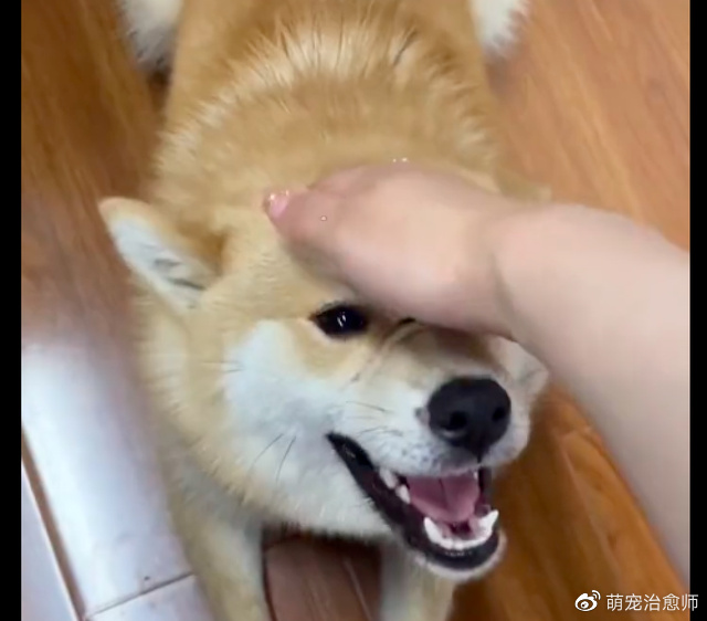 第一次见到狗时它很凶，再次见到变温柔许多！经过社会毒打了吧！__财经头条