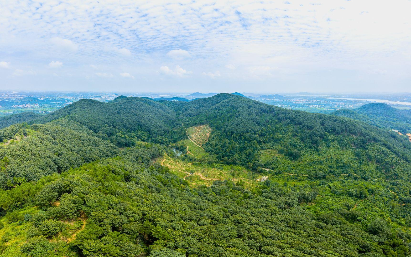 植树造林_植树造林最新消息,新闻,图片,视频_聚合阅读_新浪网