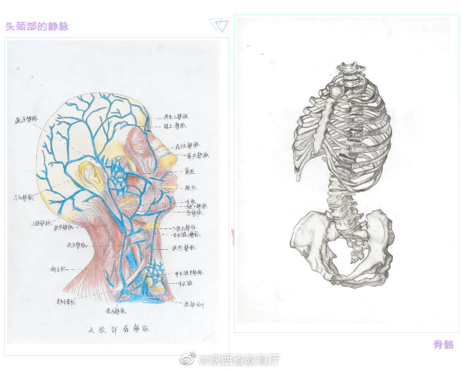 西医举办人体解剖与组织胚胎学绘图大赛