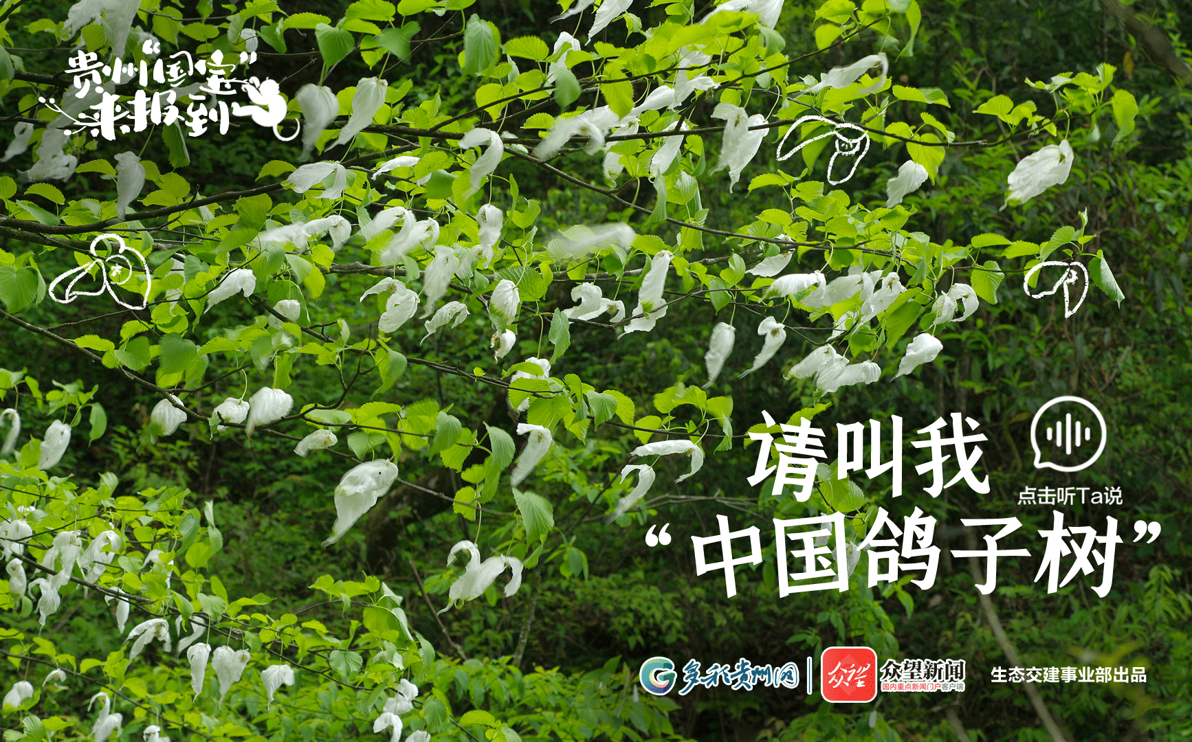 有声海报贵州国宝来报到11珙桐